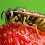 Yellowjackets and hornets