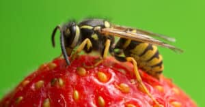 Are Yellow Jackets Pollinators and Just How Valuable Are They To Nature? Picture