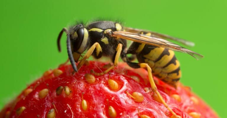 What do yellowjackets eat- yellowjacket on a strawberry