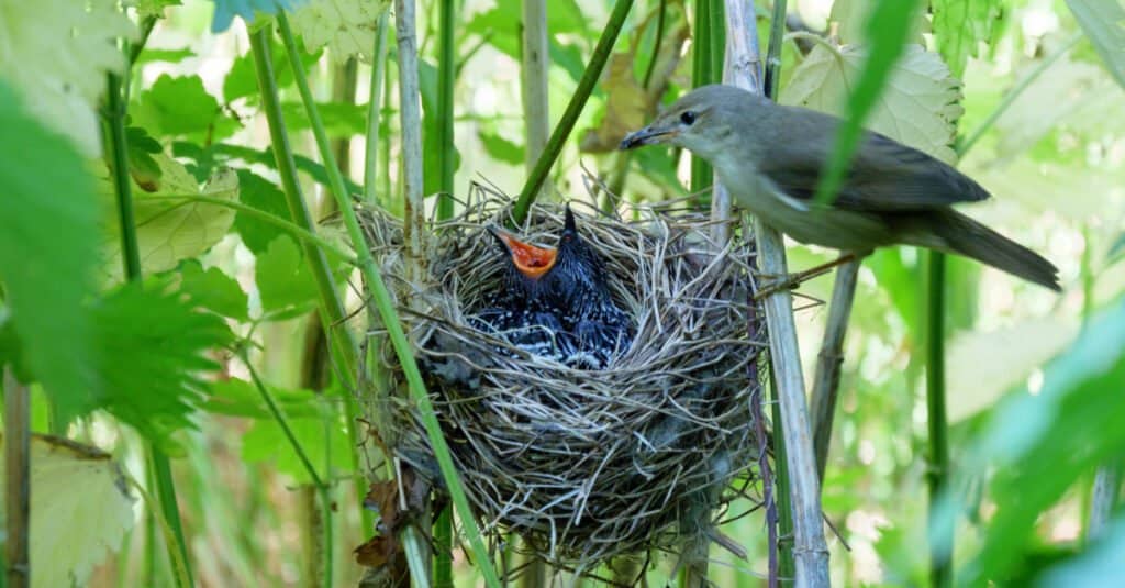 Baby bird - nest with baby
