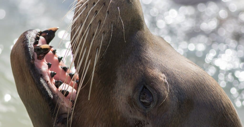 Sea Lion Teeth - California Sea Lion