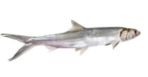 What Do Ladyfish (Tenpounder) Eat? 10 Foods in their Diet Picture