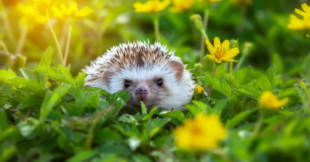 baby-hedgehog-peeking-through-flowers