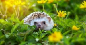 What Do Hedgehogs Eat? Picture