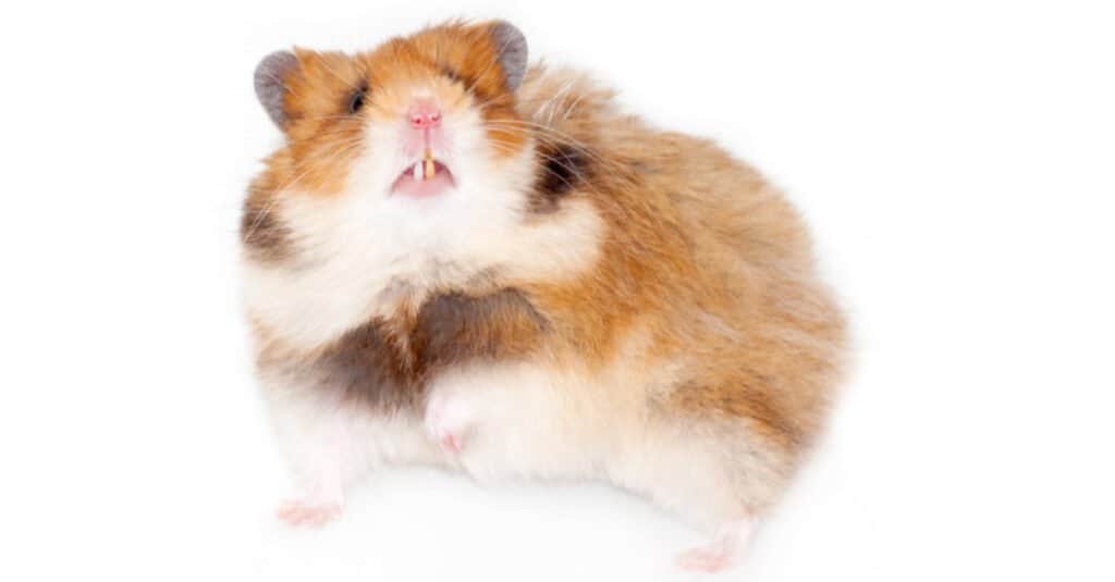 Hamster Teeth - Hamster Displaying Teeth