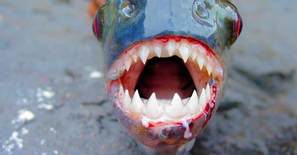 ปลาปิรันย่ากินอะไร - Piraanha Teeth Close Up 