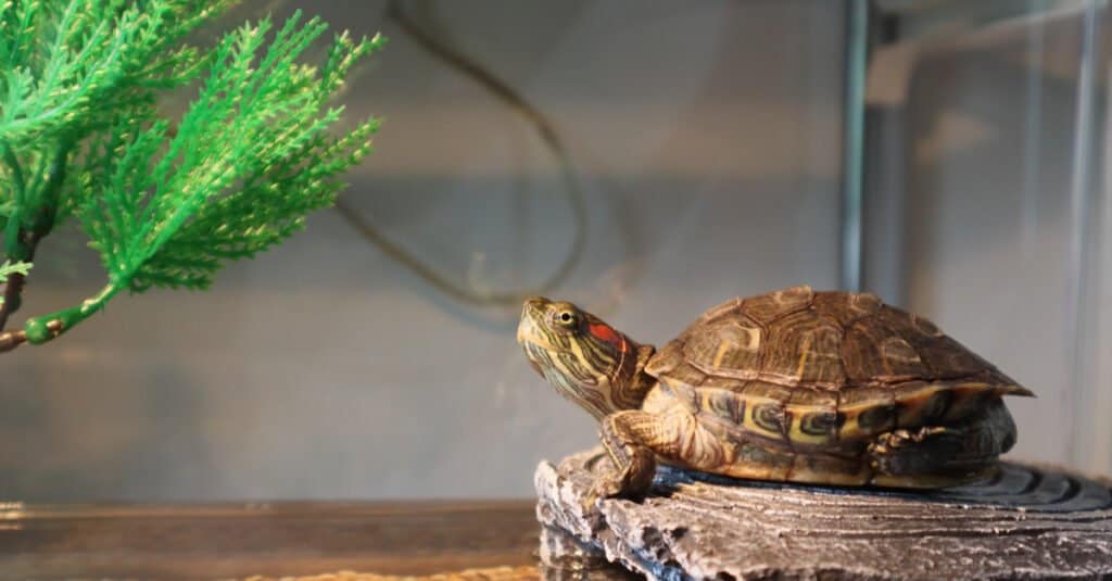 Rùa Ao Ăn Gì - Pet Red-Eared Slider