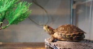 Red-Eared Slider Lifespan: How Long Do They Live? Picture