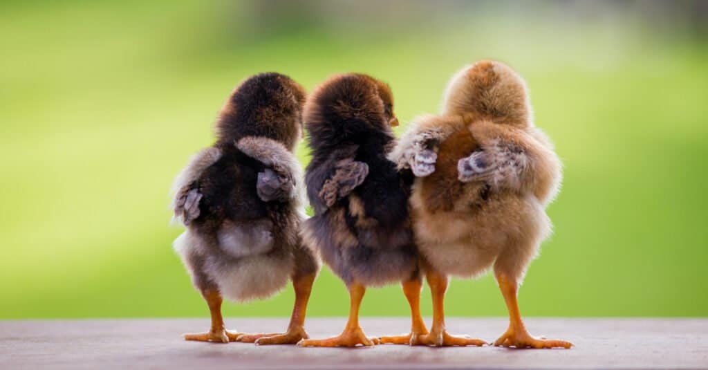 Baby bird - baby ducks
