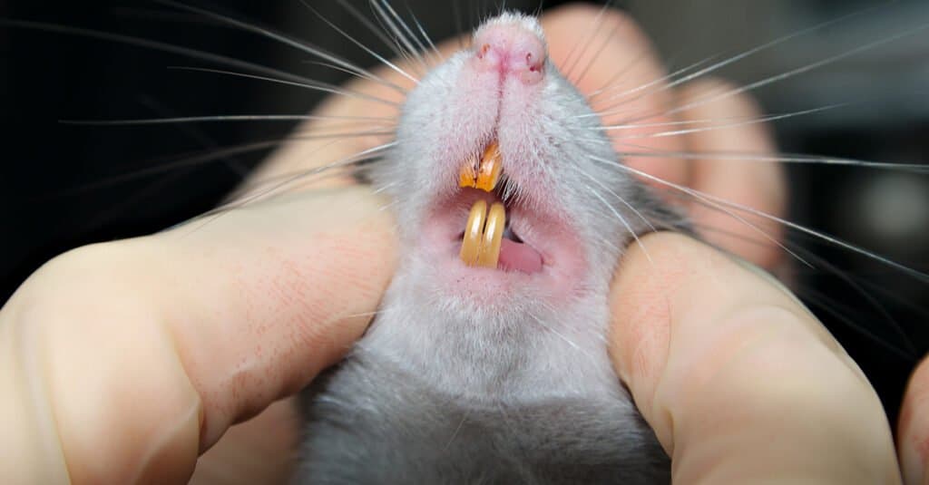 Rat Teeth - Rat Incisors