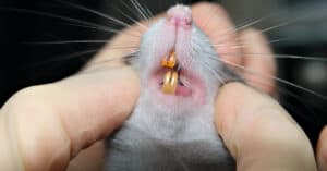 Rat Teeth: Everything You Need to Know Picture