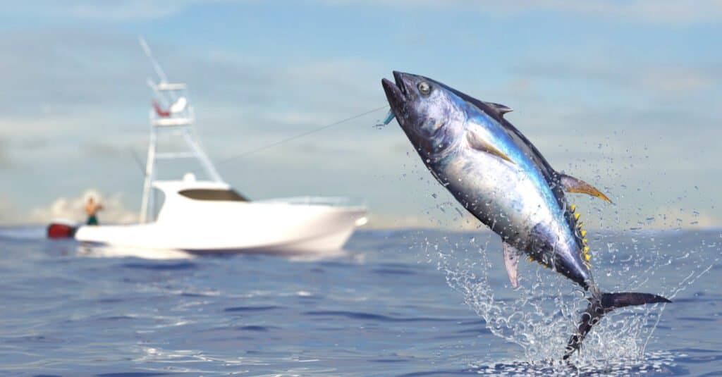 ปลาทูน่าครีบน้ำเงินที่ใหญ่ที่สุด - การตกปลาทูน่า