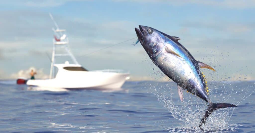 The Largest Bluefin Tuna Ever Caught AZ Animals