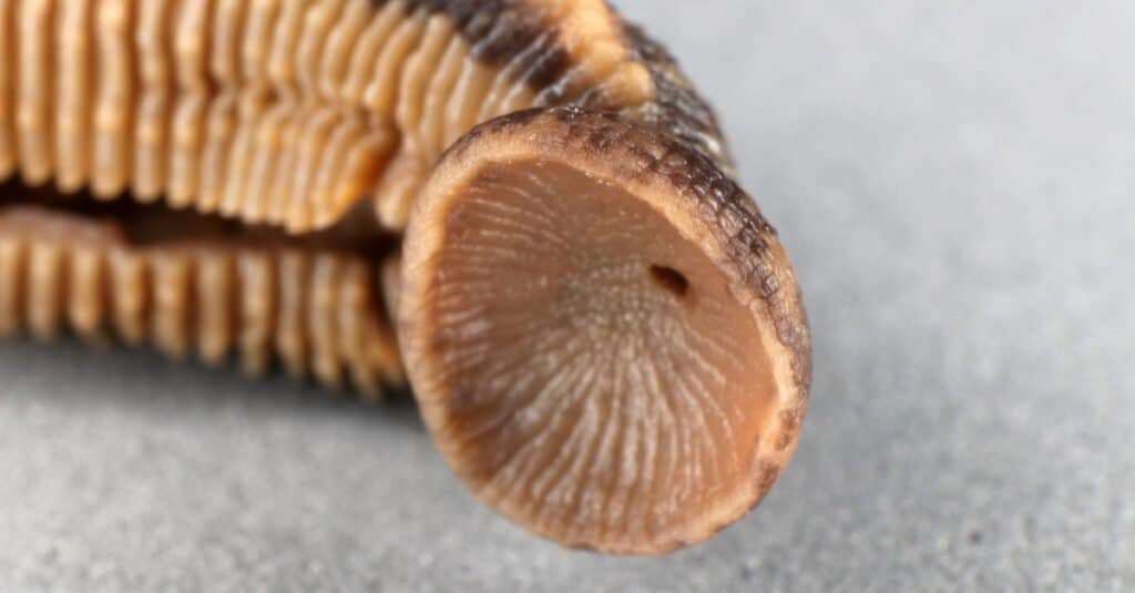 What do leeches eat - leech mouth