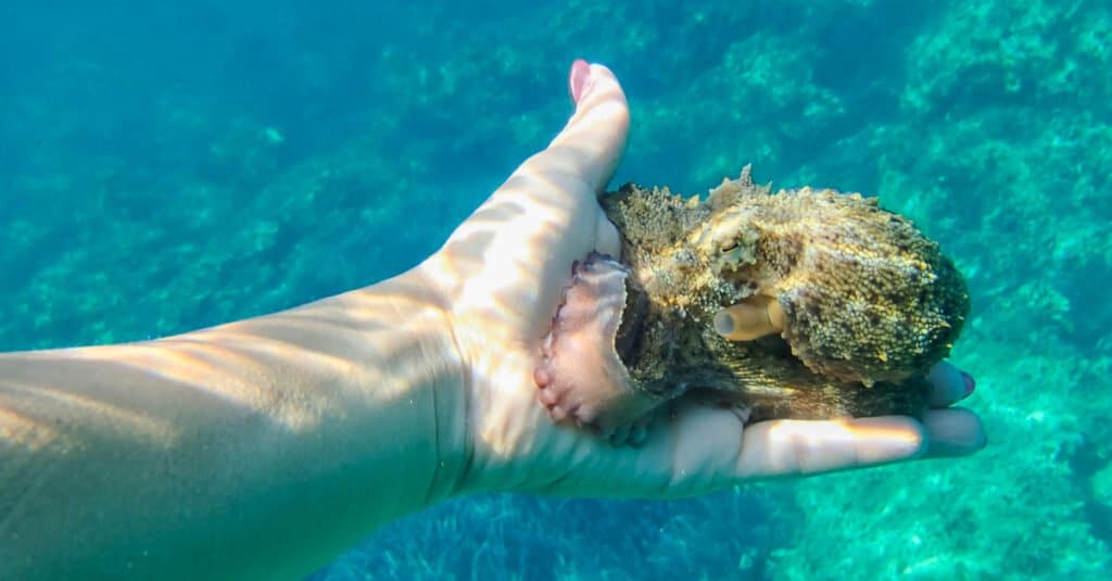 baby octopus underwater