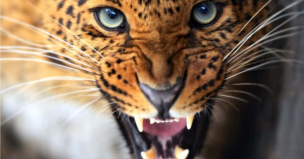 Largest Leopard - Leopard Header