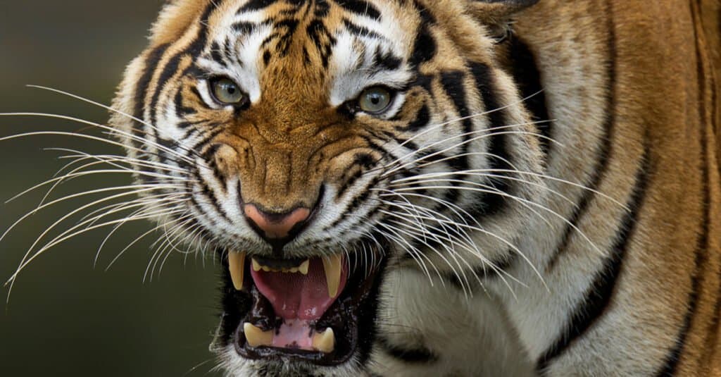 Tiger Teeth - Tiger Roar