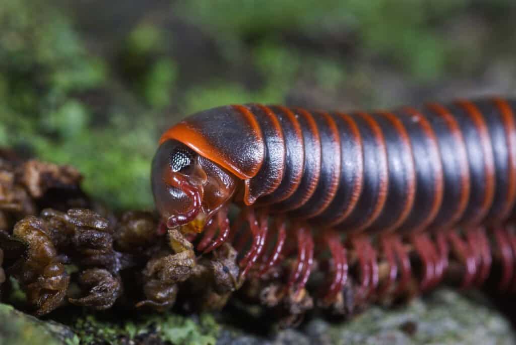 How Much Does a Millipede Eat
