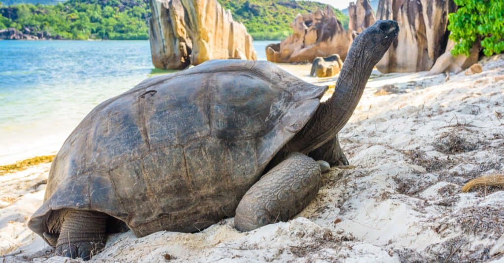 Largest Tortoise - Aldabra giant tortoise on the beach