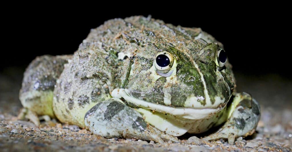 A close-up photo of a bull frog, with yellow and green coloring.