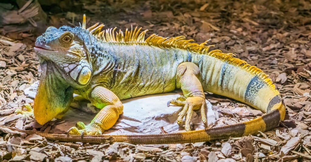 Yellow-backed iguana