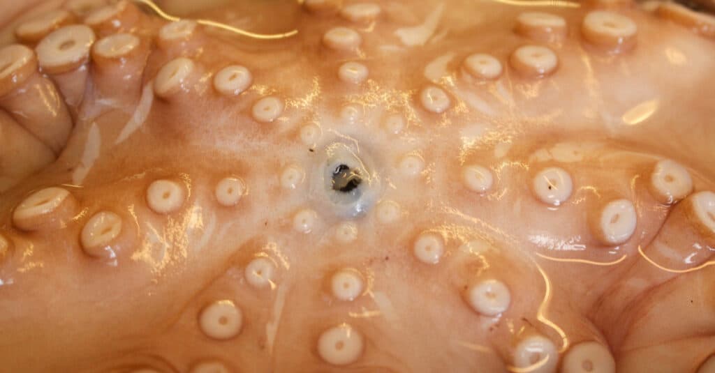 Octopus Teeth - An Octopus Mouth