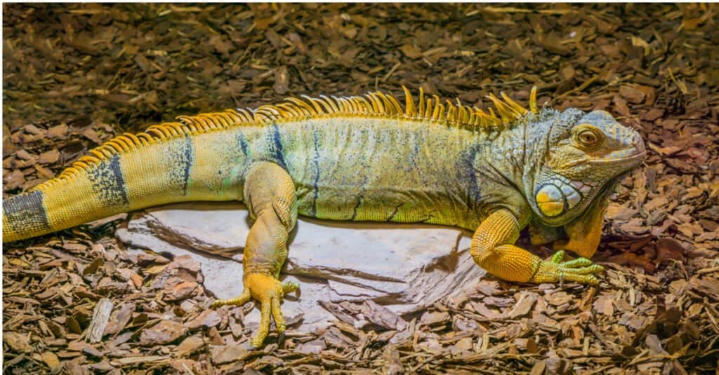 Yellow-backed iguana
