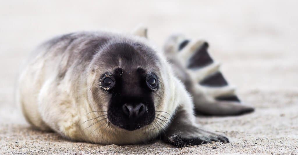 baby-seal-on-sand