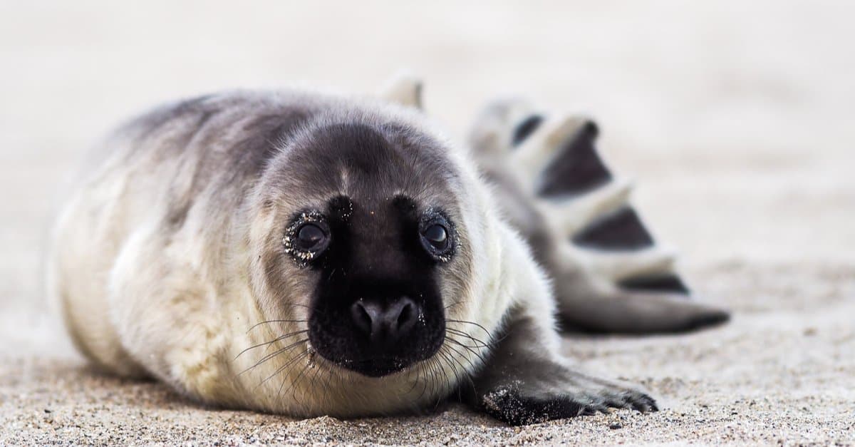 Baby Seal Called 5 More Amazing Facts