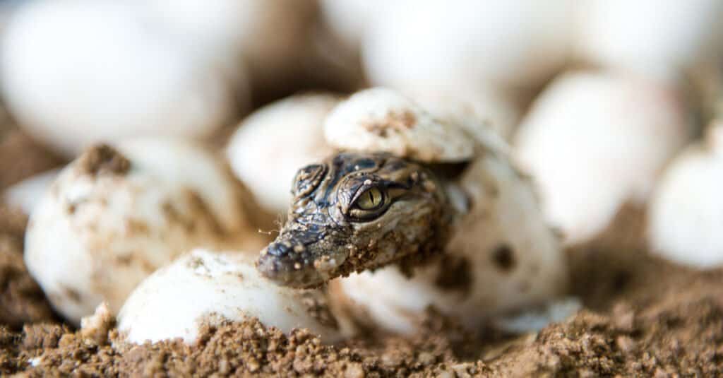 baby alligator hatching