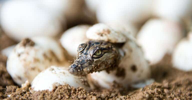 baby alligator hatching
