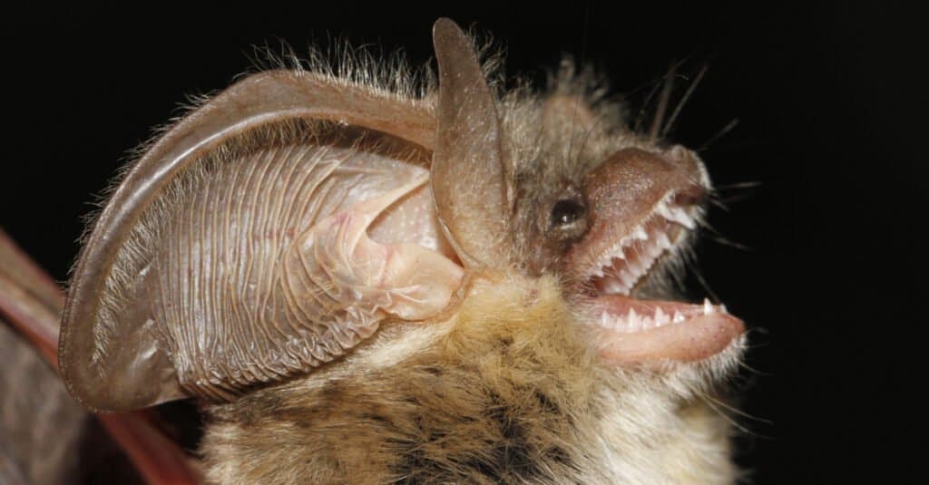 Bat Teeth - Side View
