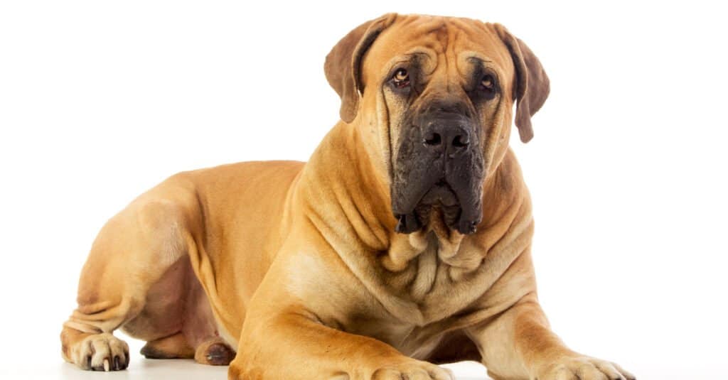 largest english bull mastiff