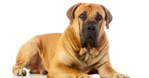 Complete Mastiff Guide and Benefits of Each Breed Picture