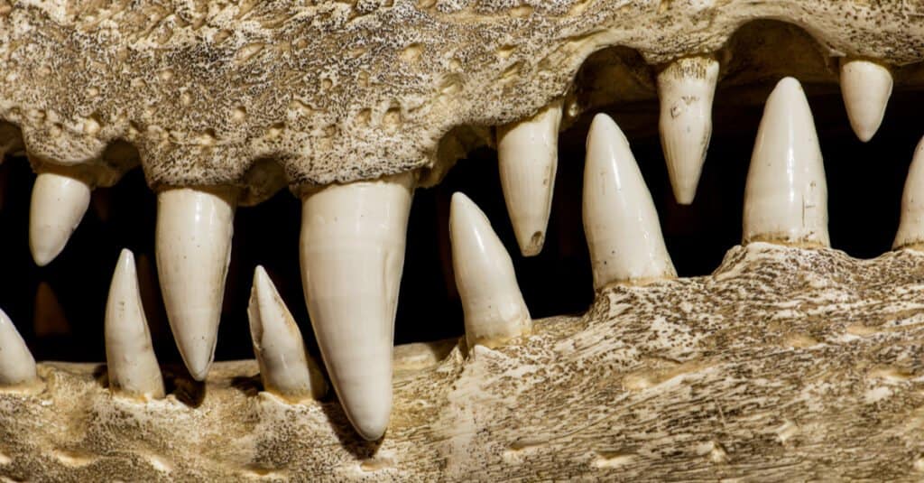 Alligator Teeth - Close Up