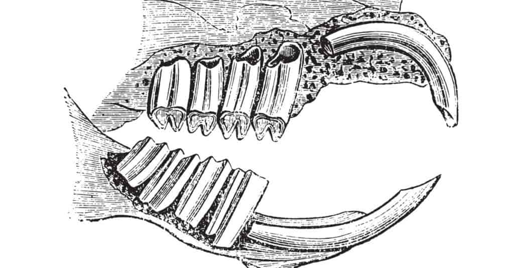Guinea Pig Teeth - Teeth Diagram