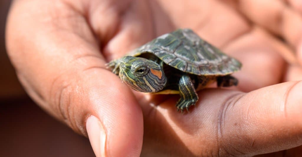 What do red eared sliders eat - baby red eared slider