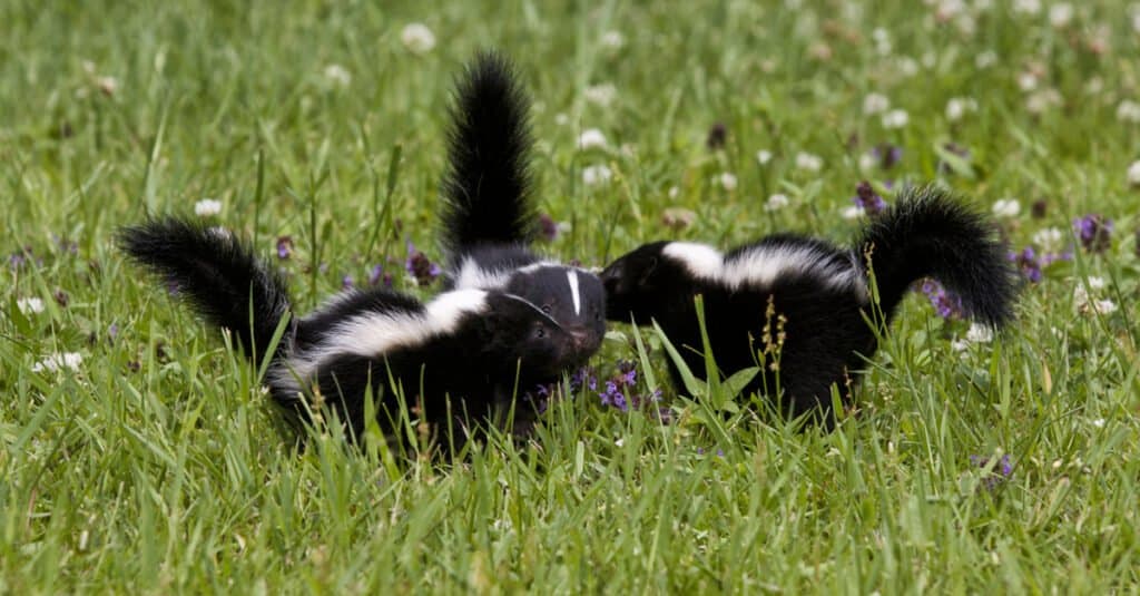 baby skunk playing