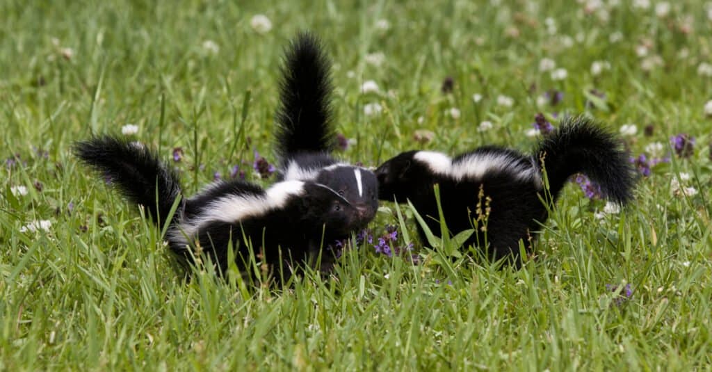 what do baby skunks look like