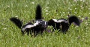5 Common Places Skunks Live and Take Shelter Picture