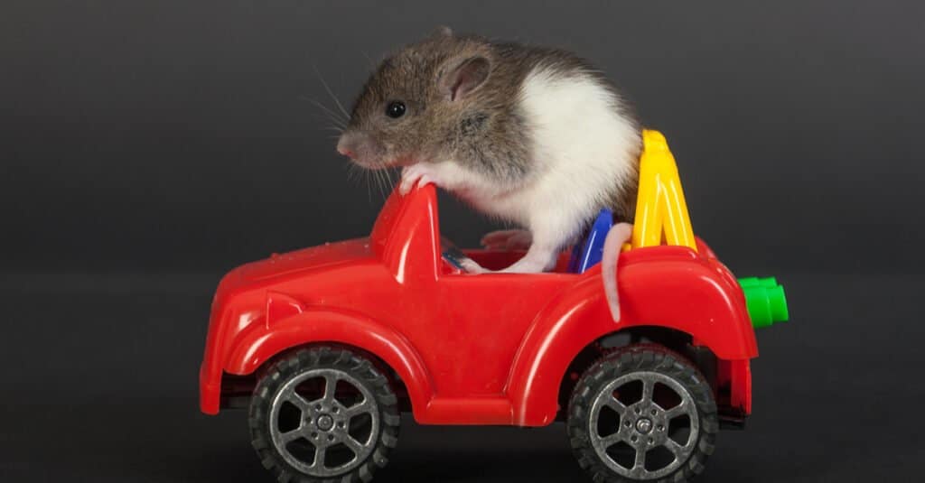 Rat Lifespan: How Long Do Rats Live? - A-Z Animals