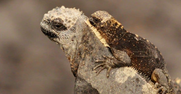 baby-marine-iguana-riding-on-its-mothers-back
