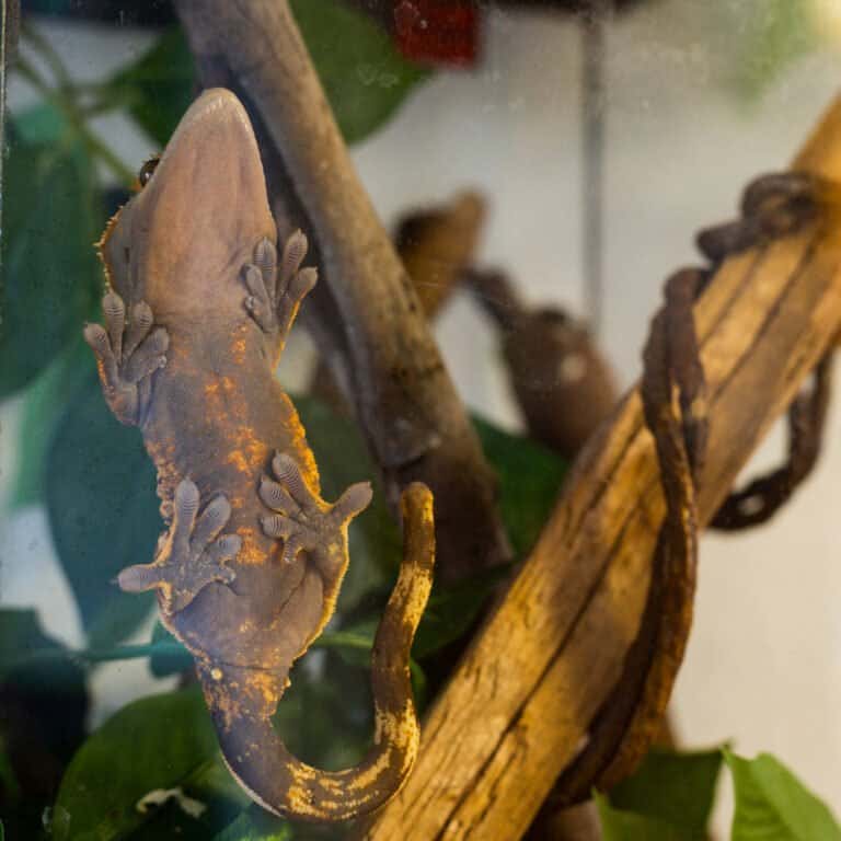 Crested Gecko - In Enclosure