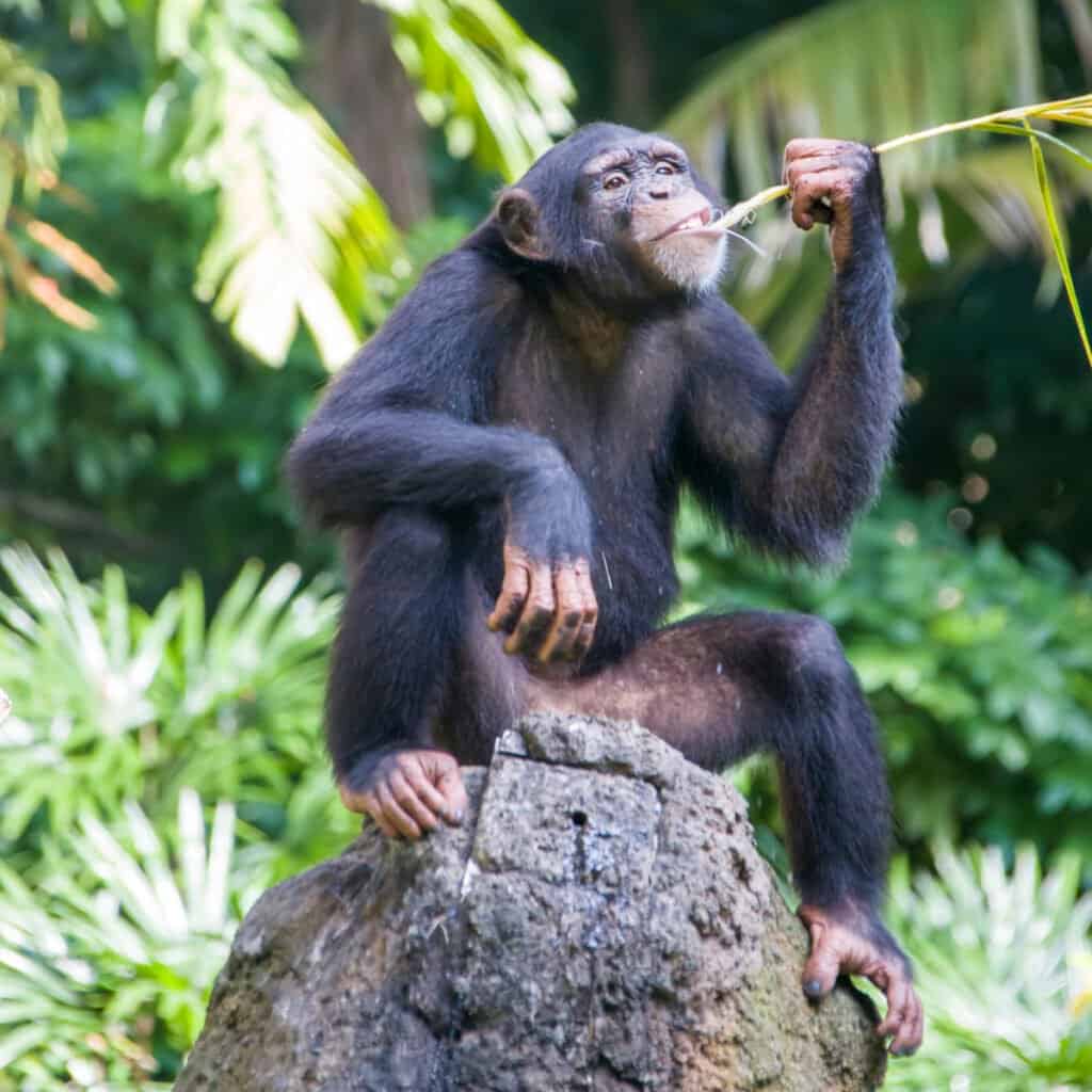 Que mangent les chimpanzés - chimpanzé utilisant un outil