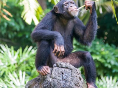 A Monkey vs Chimpanzee: The Key Differences Between These Primates