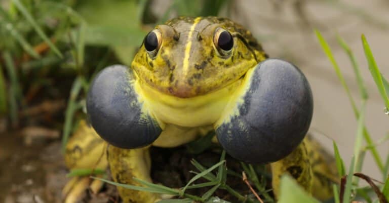 Largest Bullfrog - Asian Bullfrog (Hoplobatrachus tigerinus)