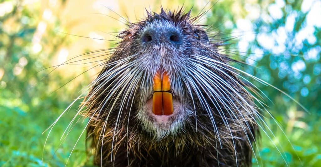 Beaver Teeth - The Orange Teeth of a Beaver