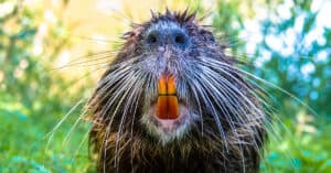 Discover Why Beavers Chew Wood and Have Orange Teeth Picture