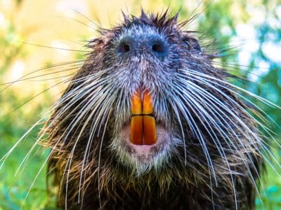 A Beaver Quiz: Test What You Know!