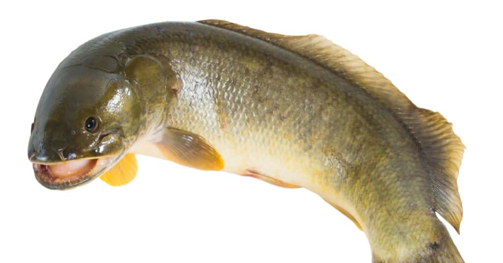 Bowfin Teeth - Bowfin with open mouth 